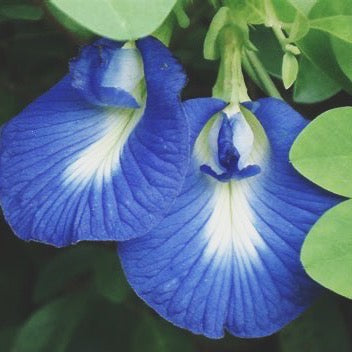 MEMORY AND COGNITIVE TEA/ buddhi