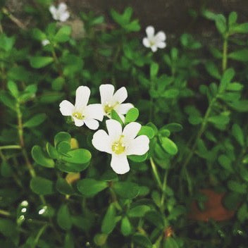 MEMORY AND COGNITIVE TEA/ buddhi