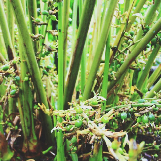 SOOTHING TEA/ pitta balancing