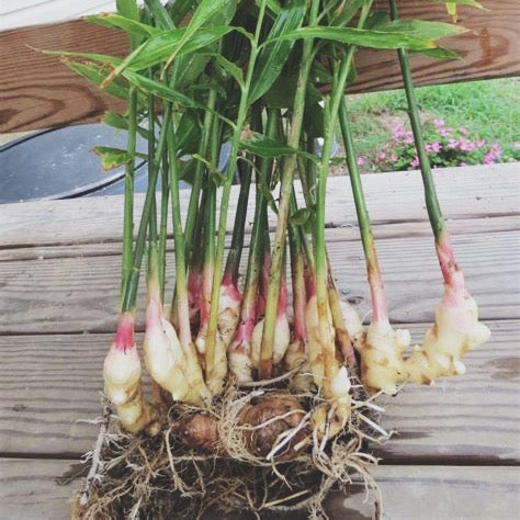 CALMING TEA/ vata balancing