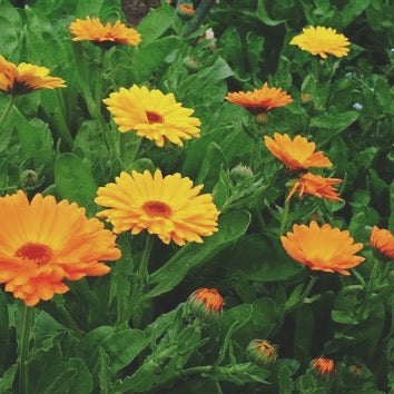 SOOTHING TEA/ pitta balancing