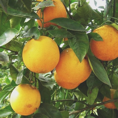 CALMING TEA/ vata balancing