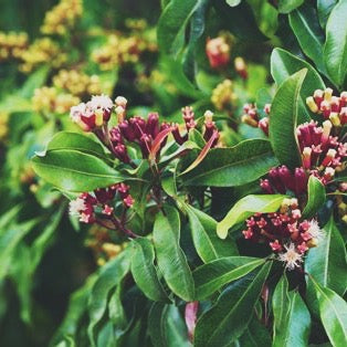 CALMING TEA/ vata balancing