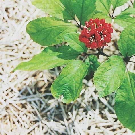 MEMORY AND COGNITIVE TEA/ buddhi