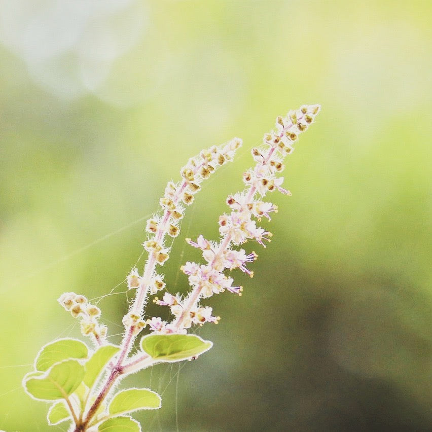 MEMORY AND COGNITIVE TEA/ buddhi