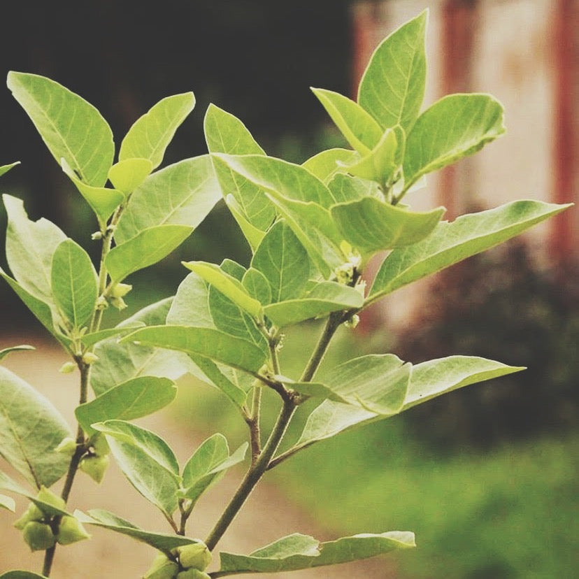 CALMING TEA/ vata balancing