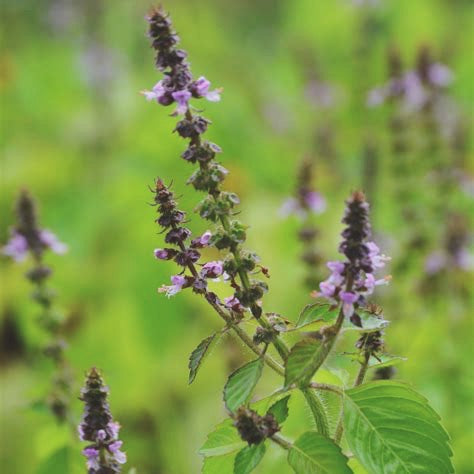 CALMING TEA/ vata balancing